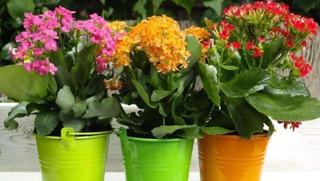 小事|夏季养长寿花,这些“小事”不要停,植株不打蔫,冬季必然开爆盆