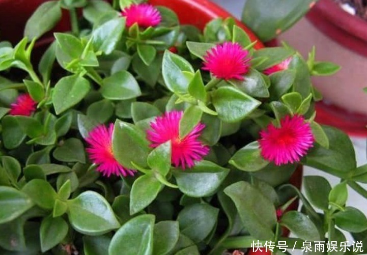 3种花是爆盆能手,开起花来拦不住,家里财运亨通,旺运一整年