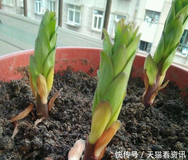 花盆|“2种”种球埋土里5天发芽,40天就开花,花苞又大又艳!