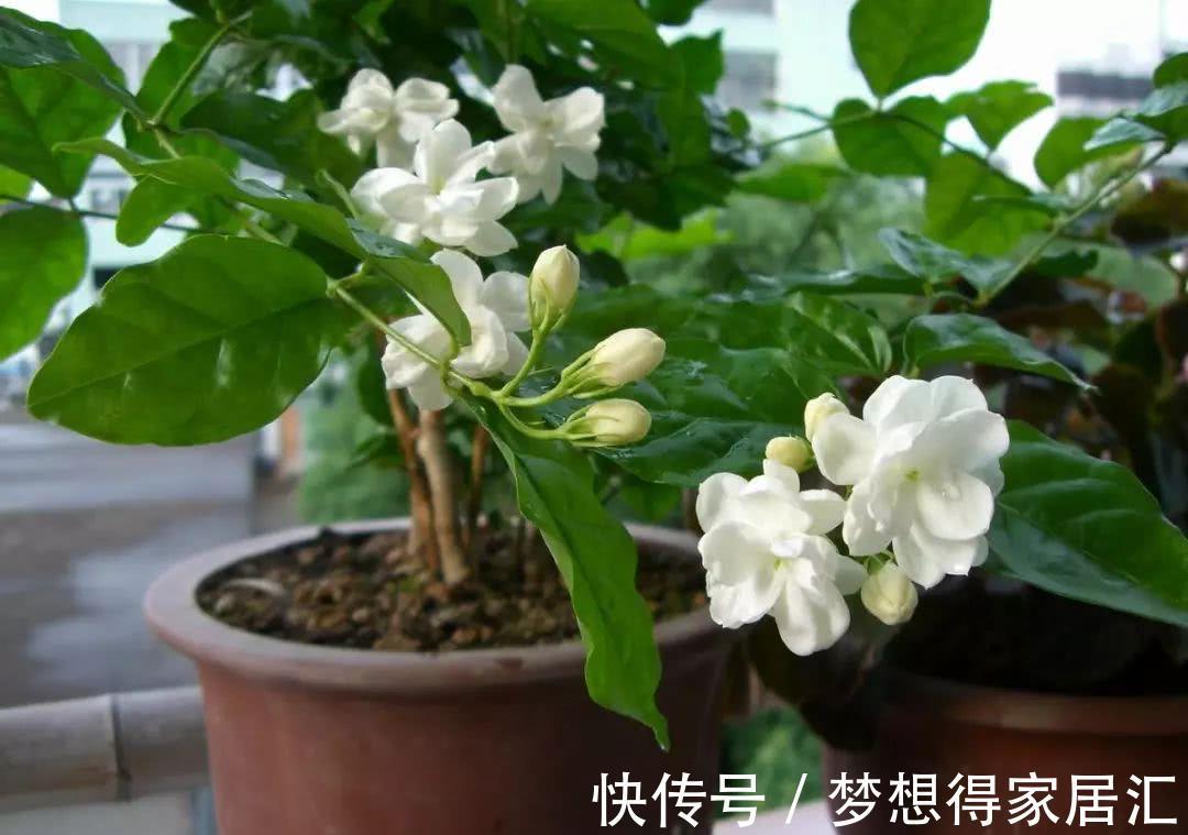 养花|三种夏日花，扦插正当时，喜欢的建议尽快繁殖“小苗”