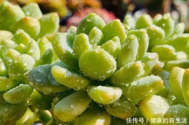 墩子|春天养多肉,半个月就变成“胖墩子”,叶子又肥又圆!