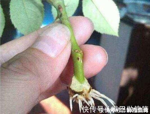 生根|扦插月季不生根？用这捂一捂，过几天“冒白根”，变成月季大户