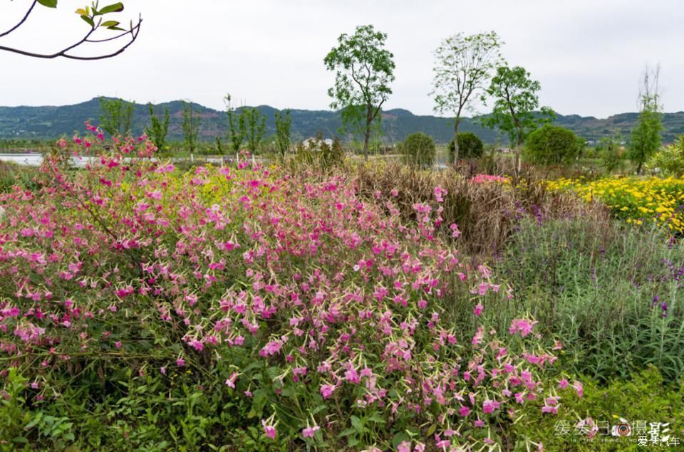 老年|【复苏】走谷雨，开着蓝精灵去凤仪湾玩水看花~~