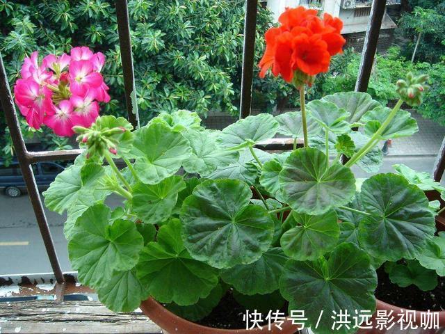 “对付”天竺葵有绝招，赶紧学会，枝枝挂花苞长疯了