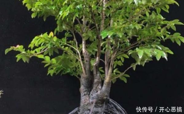 浇水|堪称我国最好养的盆景,不仅比牡丹大气,而且美观寓意好