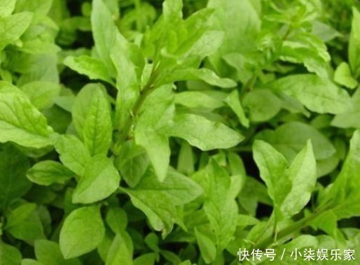 养肝|养肝就是养命,3种野菜女人可常吃,肝脏干净了,更显年轻!