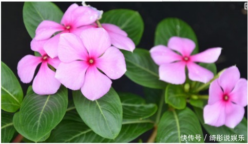 盆栽|这种花卉盆栽一开就是10多个月,好养易活浇点水就爆盆,美极了