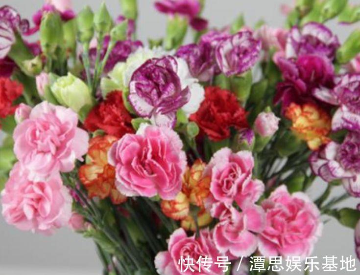 4款艳美的花卉,花大色艳花期长,漂亮有才华,还特别好养