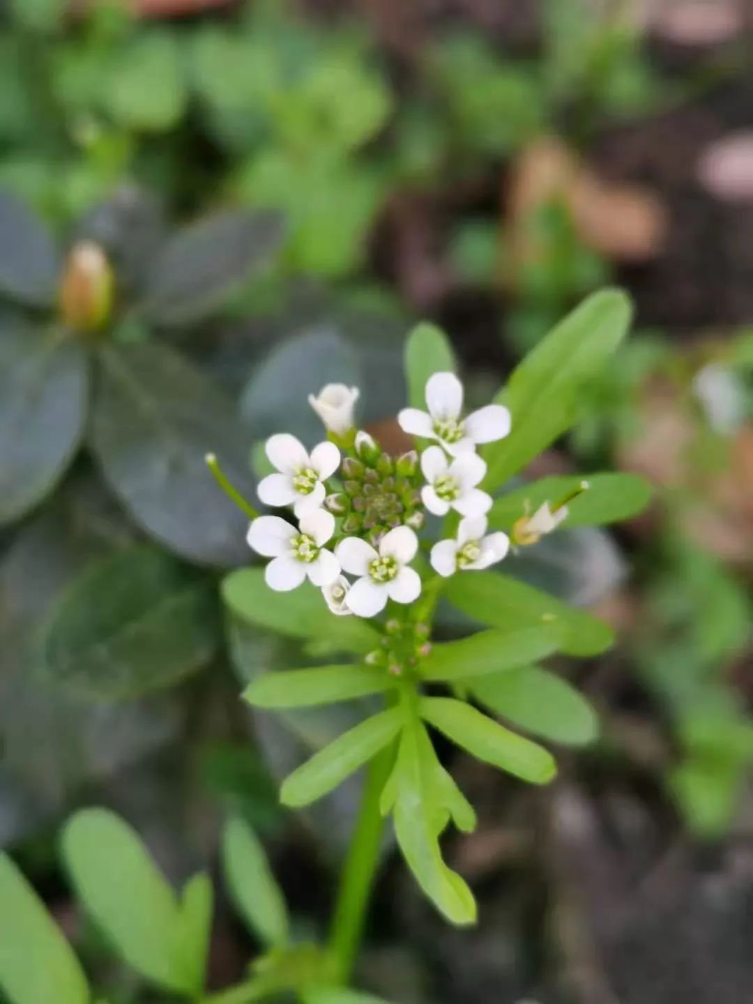 失眠|一味民间常见野草,安神养心,是治失眠的良药,遇到要珍惜!