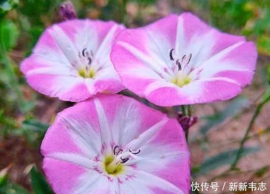 曲江二首|为什么很多老人挺过了70岁,就容易长寿呢答案其实很简单