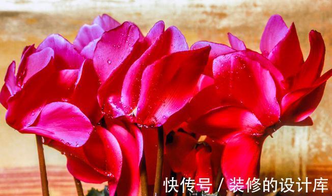 和节日很搭的8种花,花期都超长,养在室内也能美200天