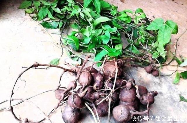 中草药|山林里一青藤能长“土老鼠”,放牛娃挖来玩,老人说它比人参贵!