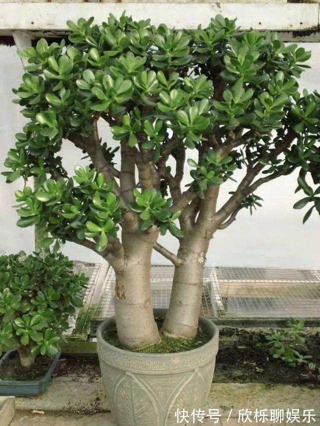 滴水观音|5种多肉有点毒,养在家里不安全,家里有孩子,赶快扔出去