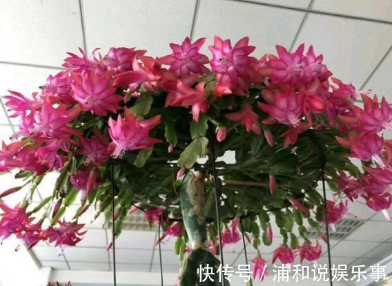 养殖蟹爪兰,做好4点,冬日开花叶子比花多