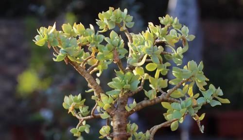 塑造|适合布置成盆景的几种多肉植物,可以塑造合适形态,不用频繁给水