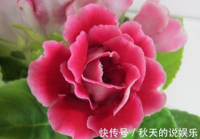 从11月7日开始,家养此款花卉,耐旱又耐晒,花开大又艳