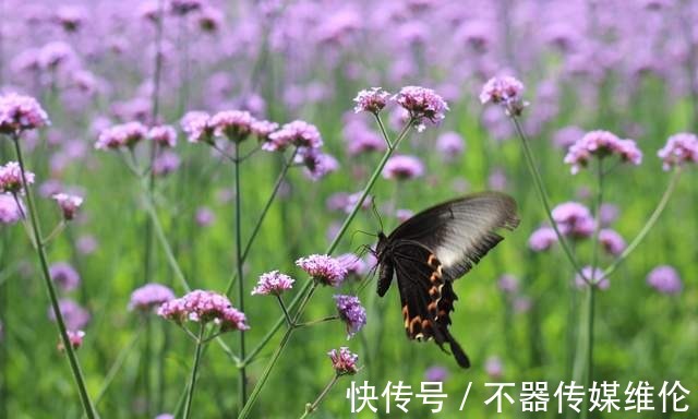 浪漫|「鱼凫香山」许你一场紫色的浪漫