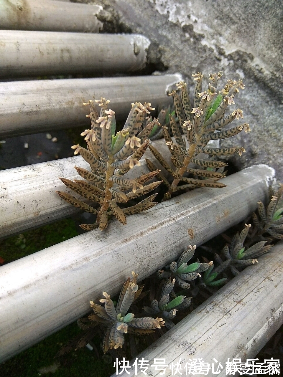 小苗|家庭养6种花“要当心”,容易出现“生物入侵”,天天起来要清理