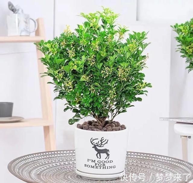 冬天家里气味难闻?就养这4种香味花,花香怡人,好看又好闻!