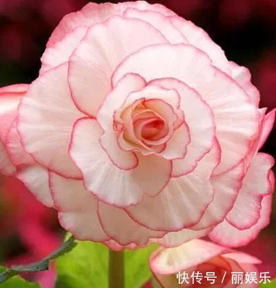 光照|一种盆栽花卉,开花不输大岩桐,比长寿花好养护,花期比月季还长