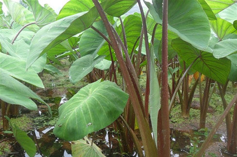 芋荷梗|这三种菜不常见,但改善糖尿病效果明显,很多疾病怕它们