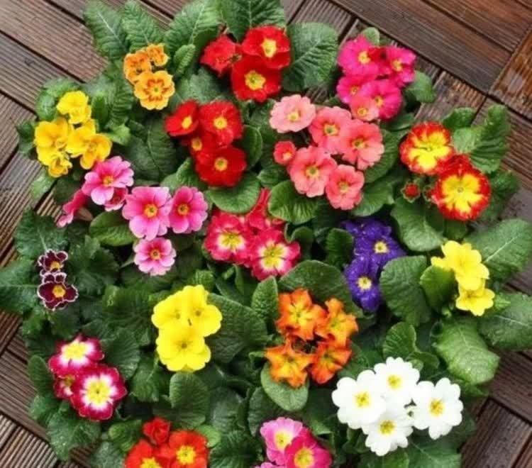 4种花好养又漂亮，养上一盆，高端大气上档次，花朵烂漫迷人