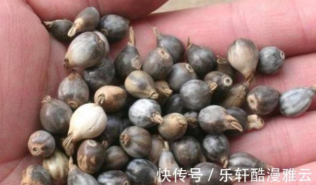大米|农村随处可见的“草珠子”,原来是一种“米”,比普通大米更昂贵