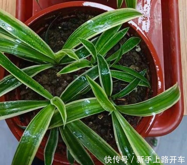 8种花换盆,换好了生一堆,换错立马死!8种花换盆,换好了生一堆,换错立马死!