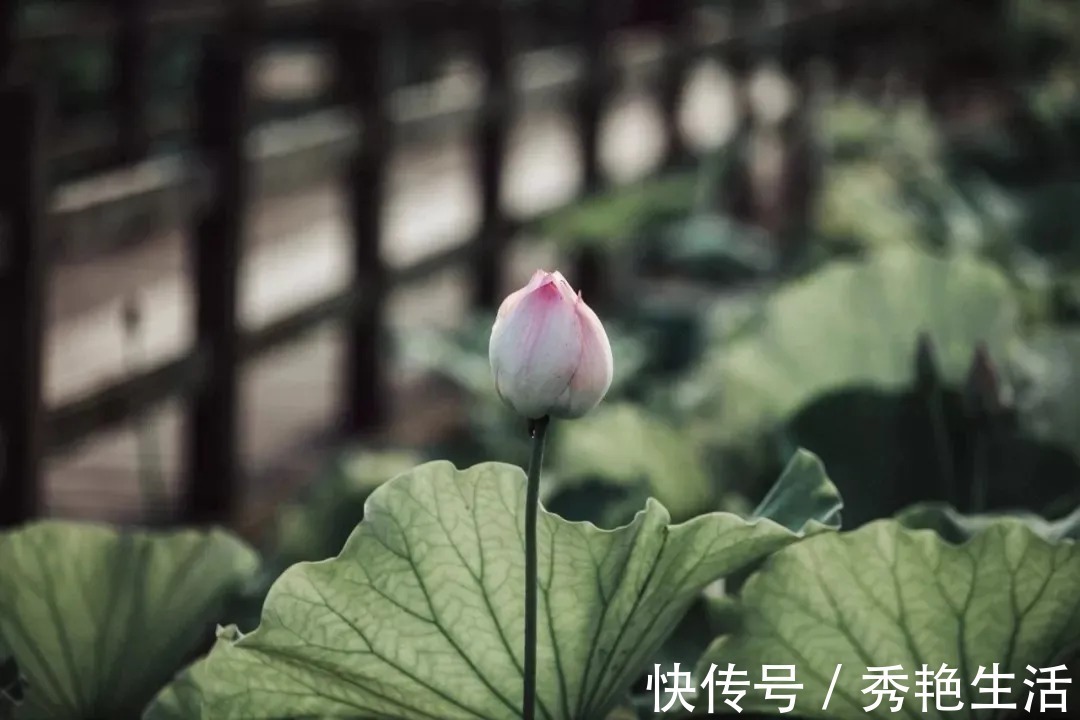 贾谊论&苏轼散文名句15则,学做人、学处世,你会受益无穷