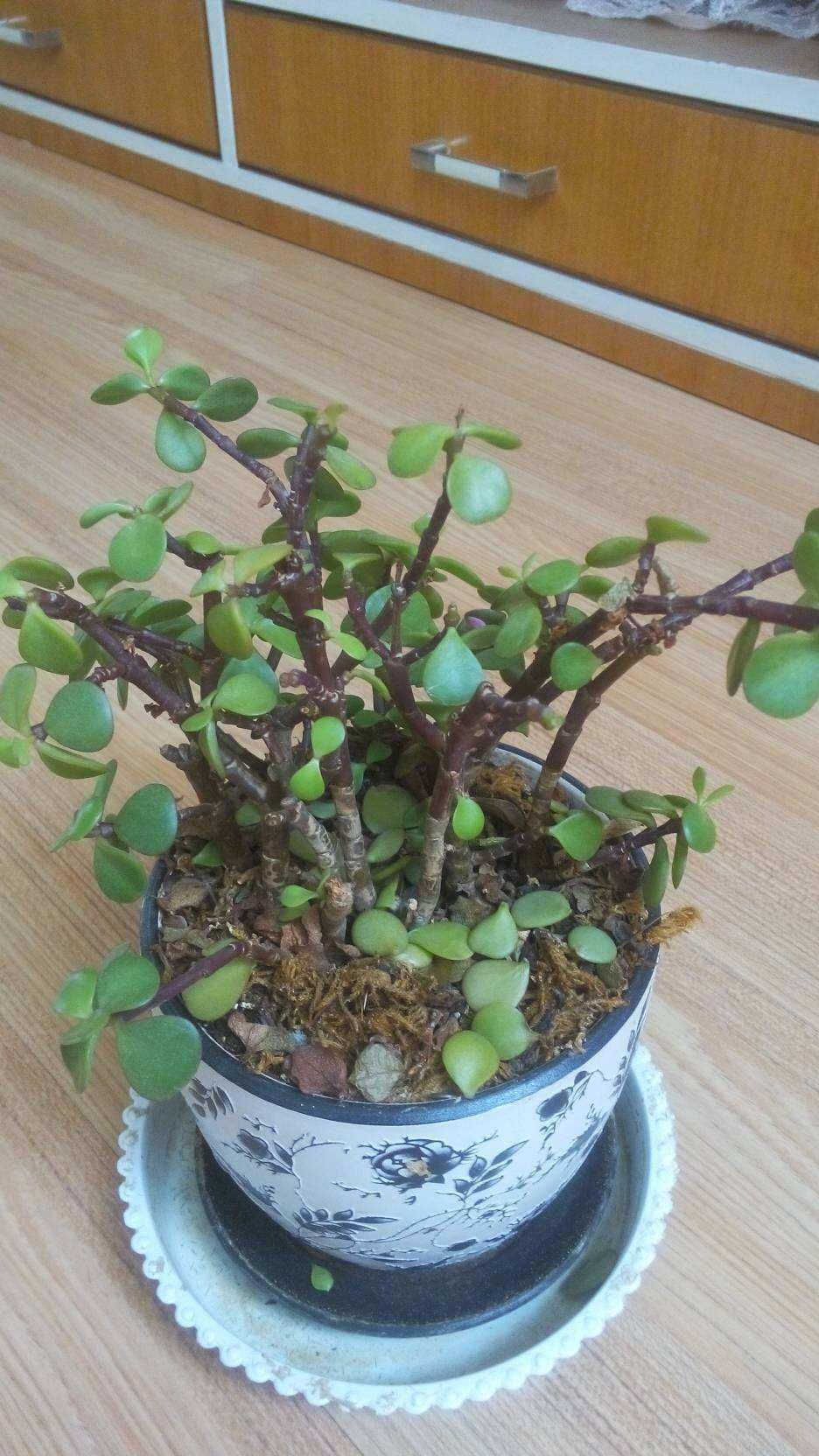 盆栽|金枝玉叶总是养不活,那是你方法不对,这6种方法一定要学会