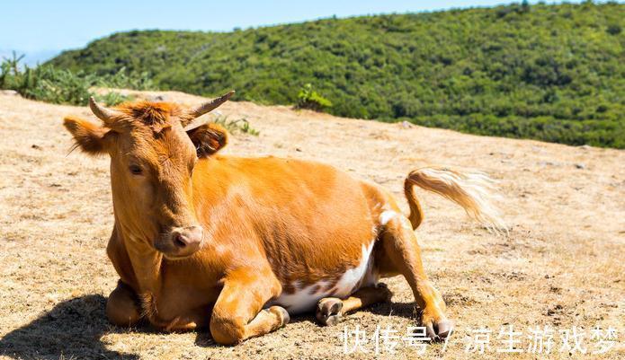 新生|犊牛腹泻的临床症状及防治,你了解多少,来这看看吧