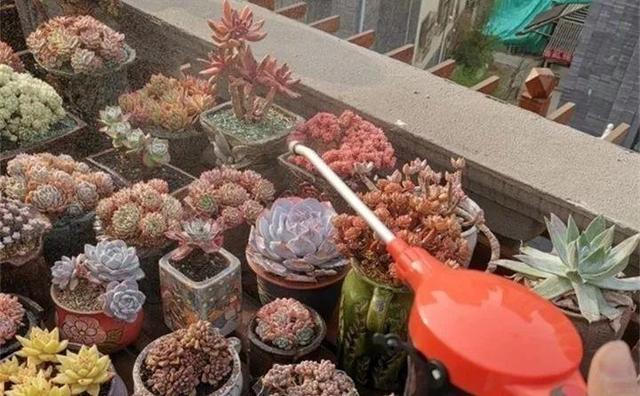 多肉越养越小,干瘪干枯看这里就知道了,这么做还“有救”