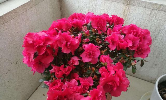 养杜鹃花，现在做“2件小事”，到了春节就开花，叶茂盛花苞多