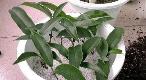 不敢尝试扦插？捏准“7个要点”，养花省钱、还能拥有更多