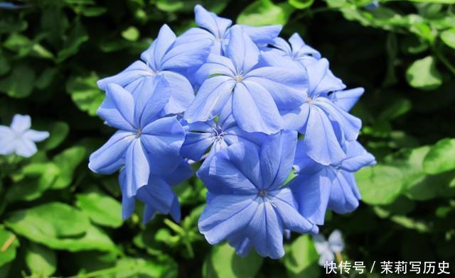 4种花花色鲜艳夺目，花朵美艳迷人，好养易活能爆盆