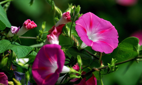 此花仅在白天的时候开花，就像是一个小喇叭一样，十分的鲜艳