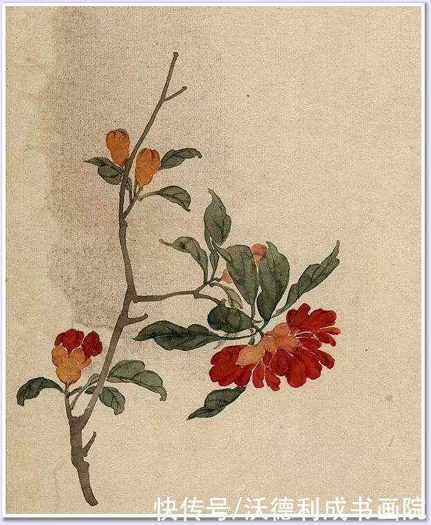 画菊|没骨百花图欣赏，美到骨子里