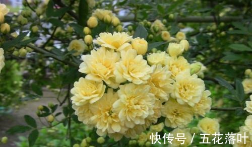 院子再小，也要养棵它，花朵娇艳，香气醇厚，左邻右舍都说香！