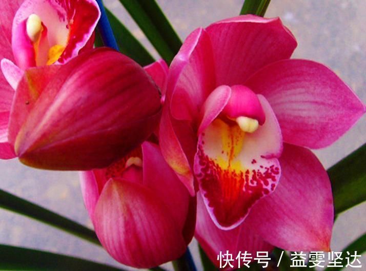 养兰首选“大将军”，花色艳丽，香气雅致，格局大方，新手也能养