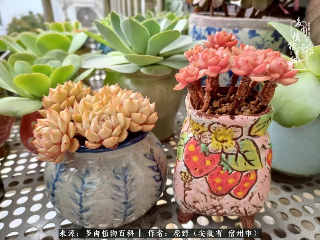 揭秘那些干净又温暖的多肉照片从哪里来