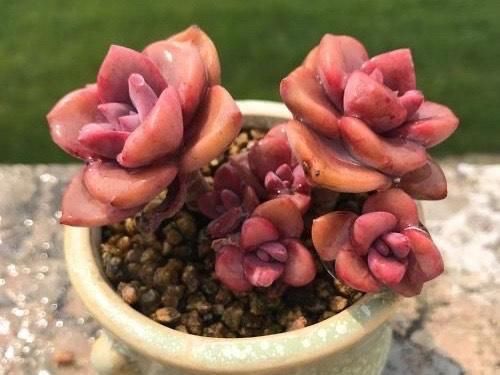 多肉彩虹糖,精致版的紫乐,容易上色喜欢群生,新手也可以放心养