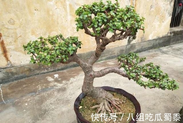 这6种花的寿命很长，养成“老桩”后，价值大增，越老“越值钱”