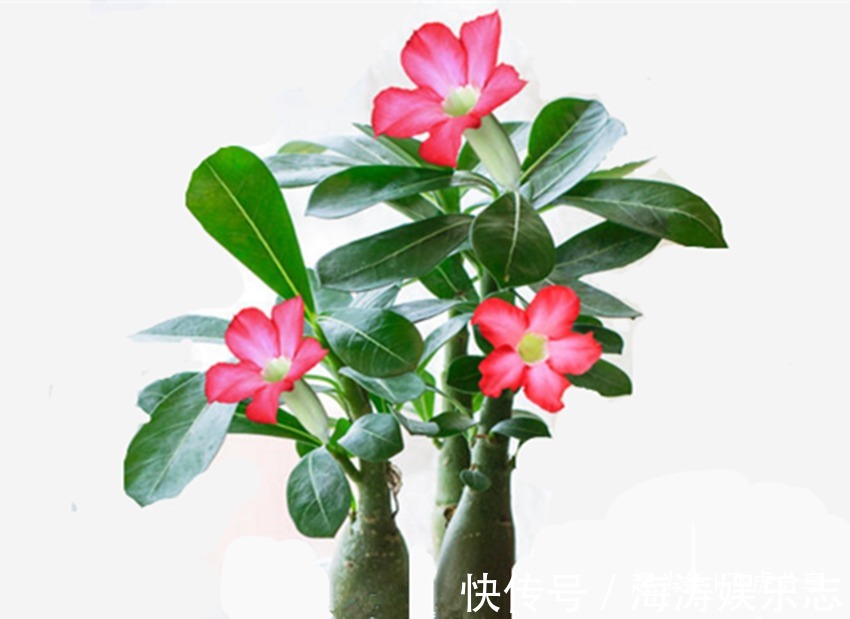 发财树|八种花养护不能太勤快，越勤快越养不好，懒一点就越长越旺