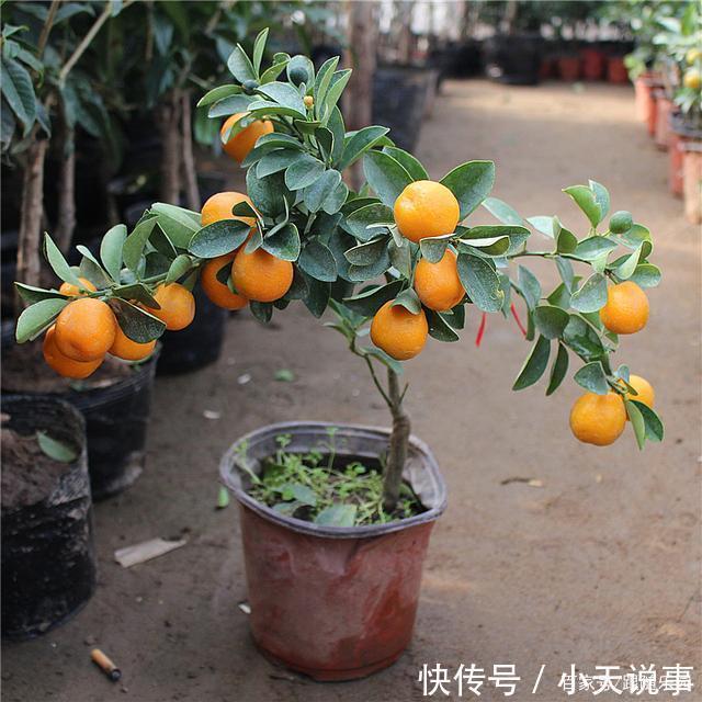 4种“镇宅”树,家里有地方,至少放上一盆,吉祥还旺财!