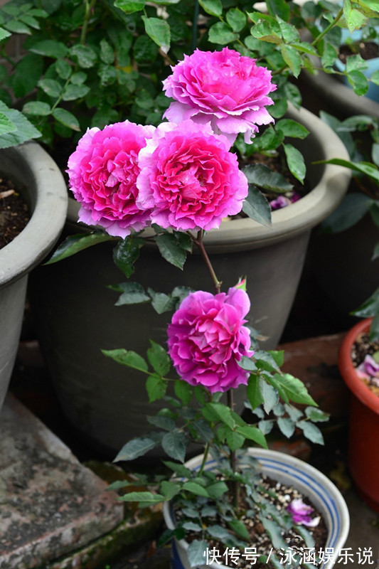 玫瑰|漂亮不输玫瑰，花期很长，花香四溢，养护简单，此盆栽花值得拥有