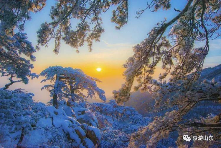 泰山银装素裹后石坞，雪松玉树赛仙境！