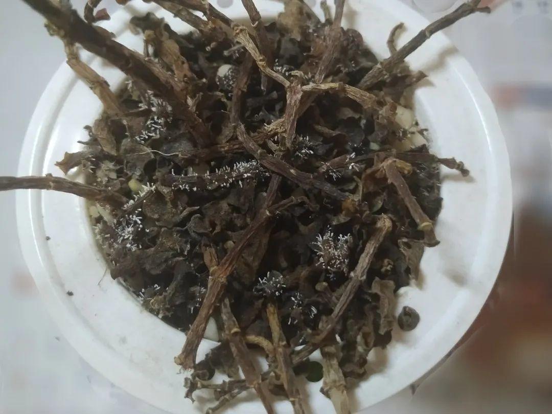 4种养花夺命水，秋天不要浇，一浇花就死！