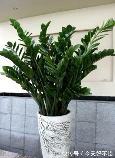 3种绿植不怕冷,冬天叶片照样油绿有光泽,寓意美好值得拥有