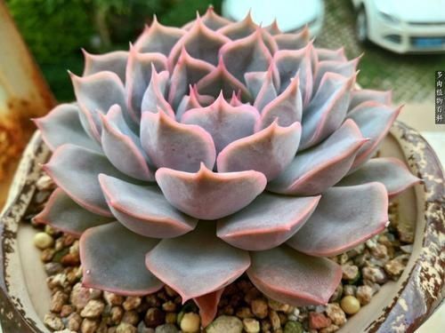 罗密欧|4种多肉,适合夏天养,叶片红彤彤,轻松胖成球