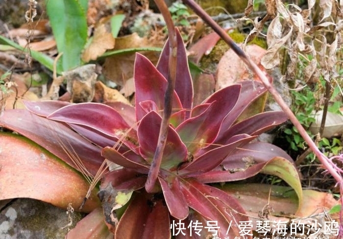 钗头凤|古典风十足的多肉植物，陆游钗头凤中的红酥手，你养过它吗？